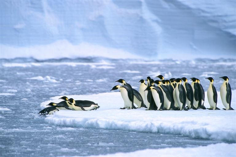 Abenteuer Kaiserpinguine @Gabrielle/adobestock